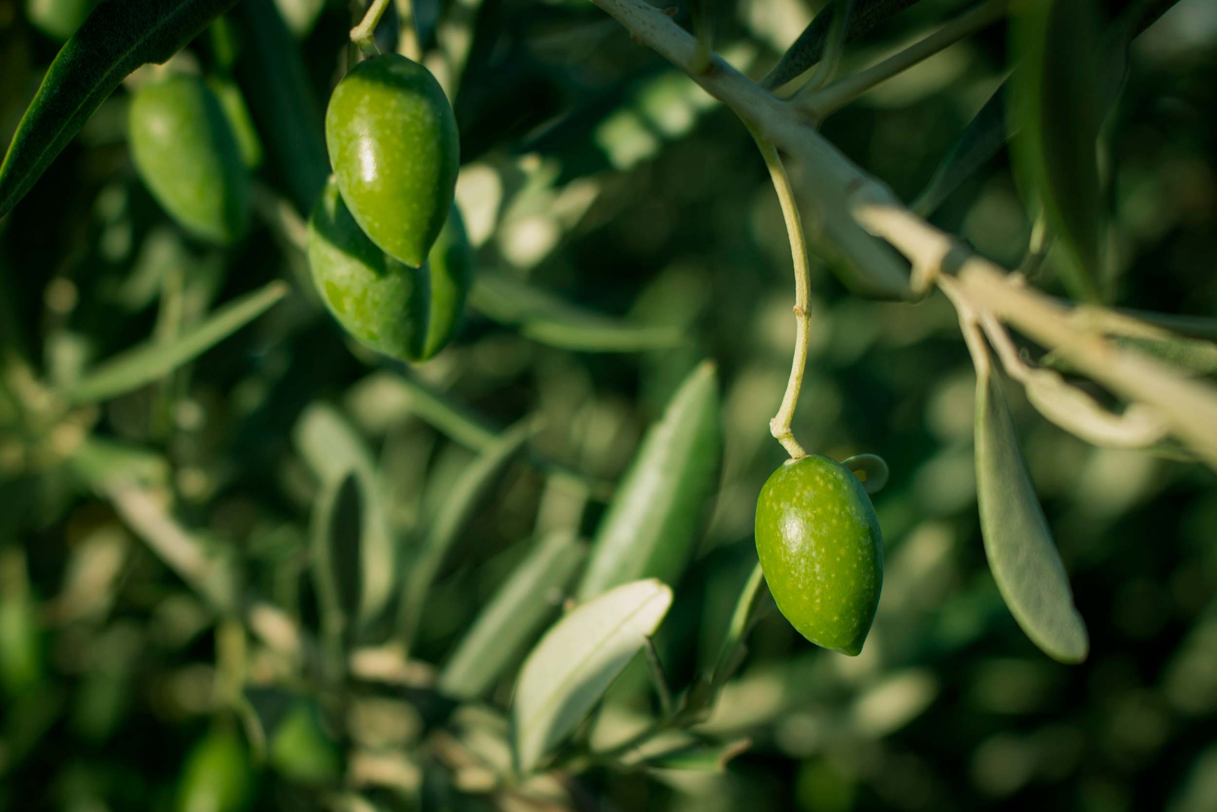 Extra virgin olive oil Picual Fontclara